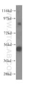 Target Of Myb1 Membrane Trafficking Protein antibody, 17506-1-AP, Proteintech Group, Western Blot image 