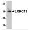 Leucine Rich Repeat Containing 19 antibody, MBS151113, MyBioSource, Western Blot image 