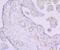 Thrombomodulin antibody, NBP2-75683, Novus Biologicals, Immunohistochemistry paraffin image 