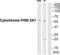 Cytochrome P450 Family 2 Subfamily A Member 7 antibody, abx015136, Abbexa, Western Blot image 