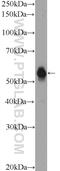 Tektin 5 antibody, 26108-1-AP, Proteintech Group, Western Blot image 