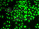 CCNG1 antibody, A5292, ABclonal Technology, Immunofluorescence image 