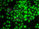 Cyclin-G1 antibody, A5292, ABclonal Technology, Immunofluorescence image 