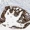 Folate Hydrolase 1 antibody, NBP1-89822, Novus Biologicals, Immunohistochemistry frozen image 