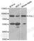 DNA Polymerase Iota antibody, A1942, ABclonal Technology, Western Blot image 