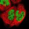 Zinc Finger Protein 384 antibody, NBP1-86675, Novus Biologicals, Immunofluorescence image 