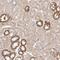 Tetraspanin 13 antibody, NBP1-81001, Novus Biologicals, Immunohistochemistry frozen image 