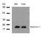 PP17 antibody, 79-369, ProSci, Western Blot image 