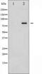 Ataxin 1 antibody, TA325245, Origene, Western Blot image 