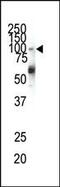 EPH Receptor A1 antibody, PA5-14572, Invitrogen Antibodies, Western Blot image 