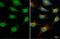 A0A023HHK9 antibody, GTX124207, GeneTex, Immunofluorescence image 