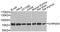 Cholinergic Receptor Nicotinic Alpha 9 Subunit antibody, orb374323, Biorbyt, Western Blot image 