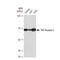 TNF Receptor Superfamily Member 1B antibody, GTX02834, GeneTex, Western Blot image 