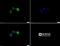 Serine/Threonine Kinase 33 antibody, NBP1-54156, Novus Biologicals, Immunofluorescence image 
