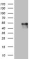 Protein O-Mannose Kinase antibody, MA5-26684, Invitrogen Antibodies, Western Blot image 