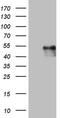 Protein O-Mannose Kinase antibody, MA5-26684, Invitrogen Antibodies, Western Blot image 