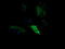 Mitogen-Activated Protein Kinase Kinase 1 antibody, LS-C174487, Lifespan Biosciences, Immunofluorescence image 