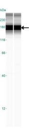 CD11b antibody, NB110-89474, Novus Biologicals, Western Blot image 
