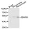 Endothelin Receptor Type B antibody, A2908, ABclonal Technology, Western Blot image 