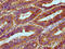 Ribonuclease H1 antibody, LS-C681221, Lifespan Biosciences, Immunohistochemistry paraffin image 