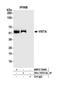 V-Set Immunoregulatory Receptor antibody, NBP2-76406, Novus Biologicals, Immunoprecipitation image 