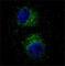c-met antibody, F40180-0.4ML, NSJ Bioreagents, Immunofluorescence image 