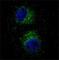 HGF/SF receptor antibody, F40180-0.4ML, NSJ Bioreagents, Immunofluorescence image 