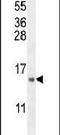 Mitochondrial Ribosomal Protein S24 antibody, PA5-23999, Invitrogen Antibodies, Western Blot image 