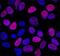 NK2 Homeobox 2 antibody, MAB8167, R&D Systems, Immunocytochemistry image 