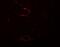 Synaptopodin 2 Like antibody, A14266, Boster Biological Technology, Immunofluorescence image 