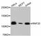 Ring Finger Protein 20 antibody, abx125392, Abbexa, Western Blot image 