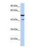 HSPB1 Associated Protein 1 antibody, NBP1-80363, Novus Biologicals, Western Blot image 