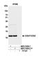 CD247 Molecule antibody, NBP2-76399, Novus Biologicals, Immunoprecipitation image 