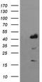Indoleamine 2,3-Dioxygenase 1 antibody, TA506377BM, Origene, Western Blot image 
