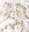 Glutamine And Serine Rich 1 antibody, A302-072A, Bethyl Labs, Immunohistochemistry frozen image 