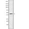 Cyclin-I antibody, abx149018, Abbexa, Western Blot image 