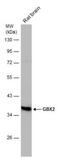 Gastrulation Brain Homeobox 2 antibody, NBP2-43617, Novus Biologicals, Western Blot image 