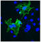 PRP antibody, AP32838PU-N, Origene, Immunofluorescence image 