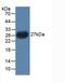 Parathyroid Hormone Like Hormone antibody, LS-C699372, Lifespan Biosciences, Western Blot image 