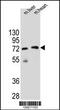 Potassium Channel Tetramerization Domain Containing 8 antibody, 55-940, ProSci, Western Blot image 