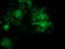 PDZ And LIM Domain 2 antibody, TA502709, Origene, Immunofluorescence image 