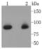 Signal Transducer And Activator Of Transcription 5A antibody, A01087-1, Boster Biological Technology, Western Blot image 