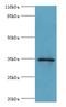 GTPase, IMAP Family Member 7 antibody, LS-C371639, Lifespan Biosciences, Western Blot image 