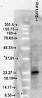 Heat Shock Protein Family B (Small) Member 1 antibody, orb67318, Biorbyt, Western Blot image 