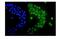 NEDD8-activating enzyme E1 catalytic subunit antibody, PB9838, Boster Biological Technology, Immunofluorescence image 