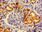 AFG1 Like ATPase antibody, LS-C399565, Lifespan Biosciences, Immunohistochemistry paraffin image 