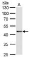 SRY-Box 3 antibody, PA5-35983, Invitrogen Antibodies, Western Blot image 