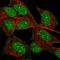 Death Domain Associated Protein antibody, HPA065779, Atlas Antibodies, Immunofluorescence image 