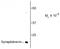 Vesicle Associated Membrane Protein 1 antibody, TA309244, Origene, Western Blot image 