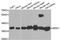 Malate Dehydrogenase 1 antibody, orb248066, Biorbyt, Western Blot image 